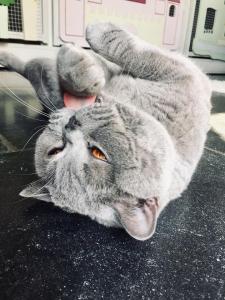 57170715_2227714927466696_396821159577911296_n